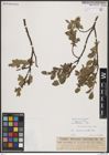 Foto von Salix breviserrata Flod.